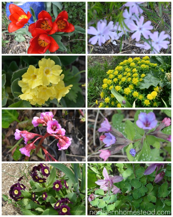 Perennial Favorites in our Northern Garden