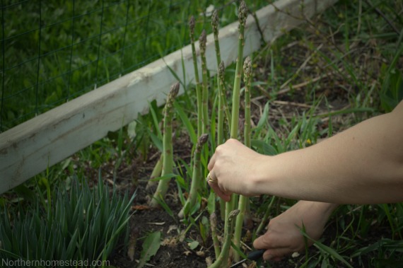 Asparagus - Varieties of Perennial Vegetables for Zone 3 Garden