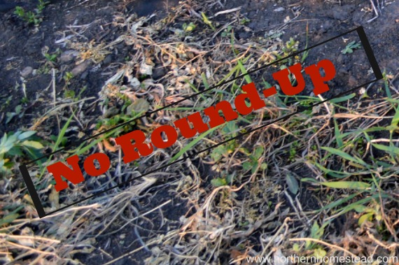 How to Deal with Garden Weeds - No round up