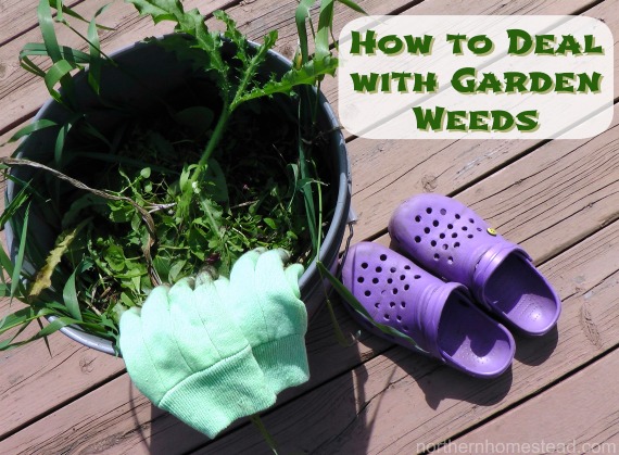 With these important tips on how to deal with garden weeds, you will build good soil and have fewer weeds to deal with without feeling overwhelmed. 