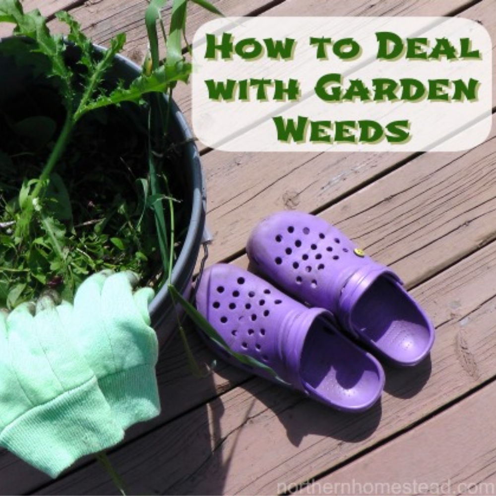 How to Deal with Garden Weeds Northern Homestead