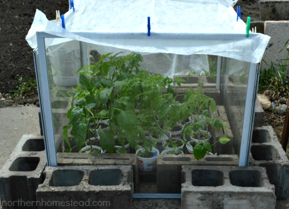 Garden update, temporary greenhouse