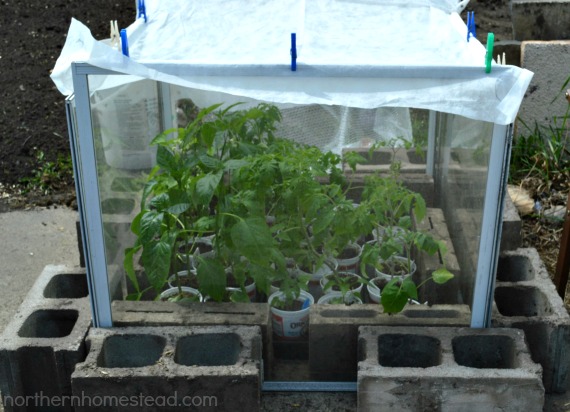 Old Window temporary little Greenhouse