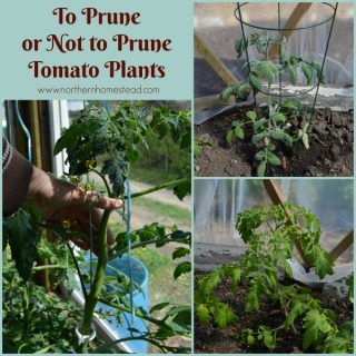 When to Start Tomatoes Indoors - Northern Homestead