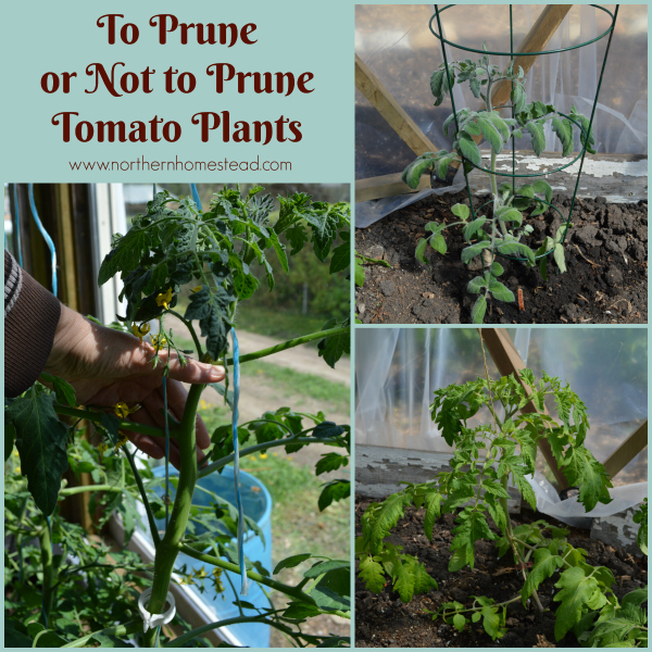 To prune or not to prune tomato plants is an option. Not all tomatoes need pruning, except for the bottom leaves and at the end of the growing season.