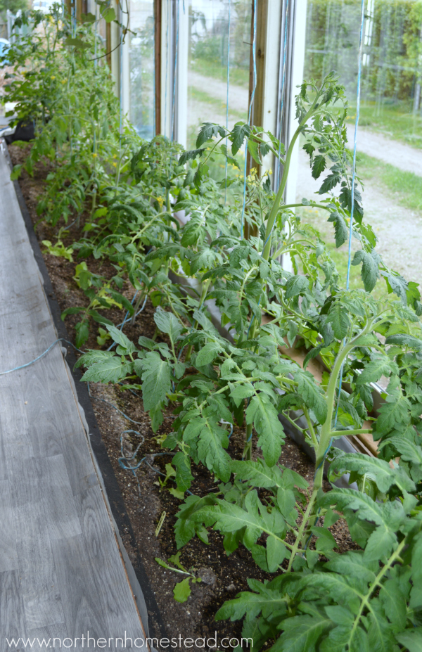 To Prune or Not to Prune Tomato Plants