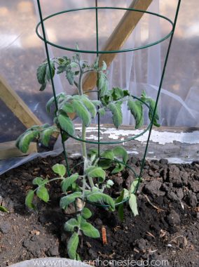 To Prune or Not to Prune Tomato Plants - Northern Homestead