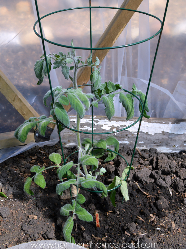 To Prune or Not to Prune Tomato Plants