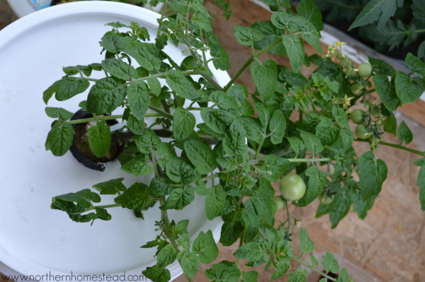 Kratky Tomato