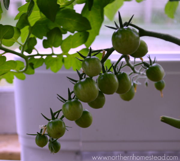 How to Grow Tomatoes Indoors