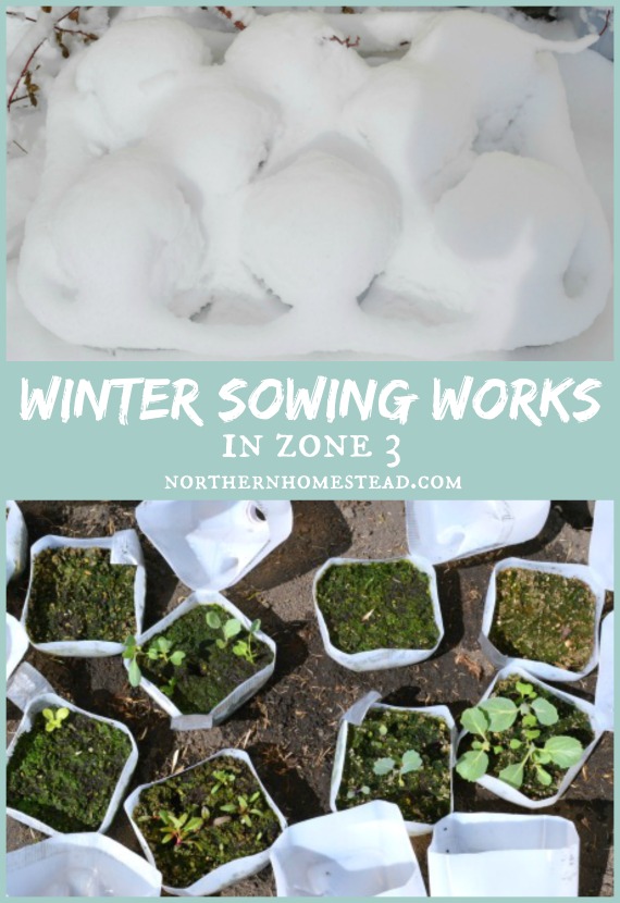 Winter Sowing Works in Zone 3