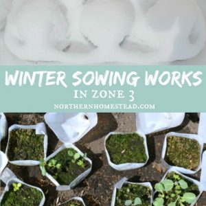 Winter Sowing Works in Zone 3