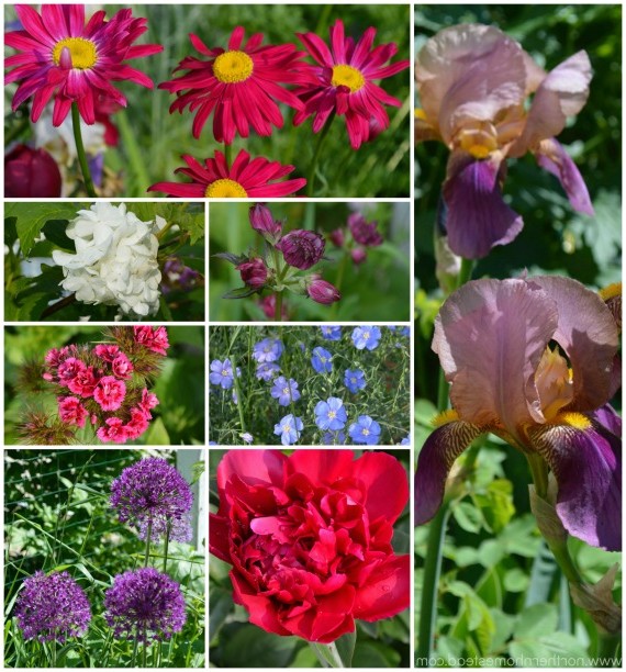 Perennial Favorites in our Northern Garden - June 