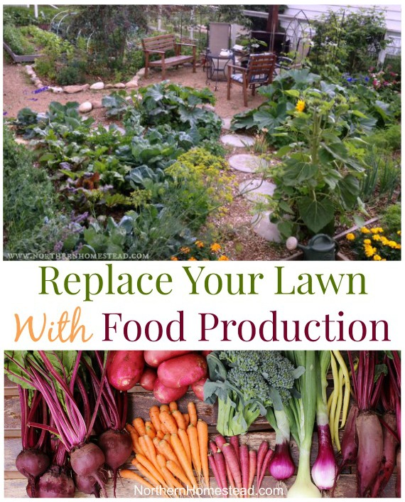 7 steps to replace lawn with food production using a sheet mulch no till gardening method. At Northern Homestead we grow an abundance of food not lawn.