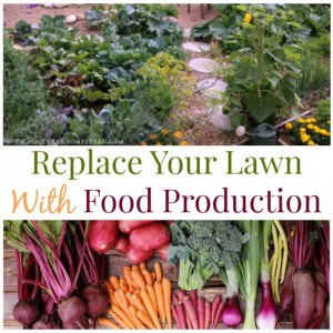 7 steps to replacing lawn with food production using a sheet mulch no till gardening method. At Northern Homestead we grow an abundance of food not lawn.