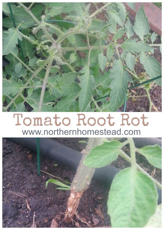 Tomato Root Rot