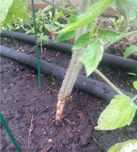 Tomato Plant With Roots