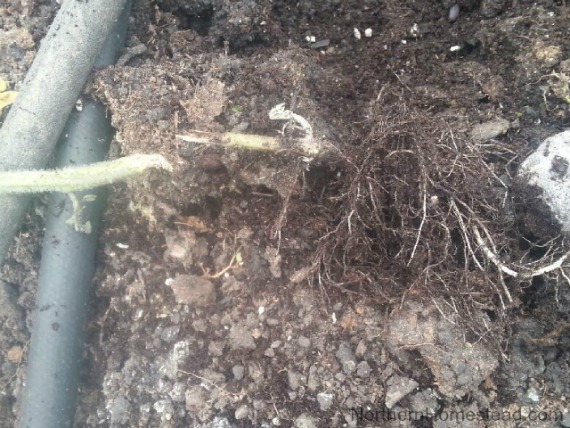 What to do if you got root rot