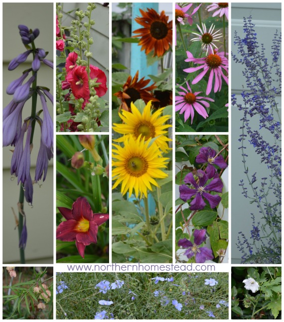 Garden Update - August Flowers