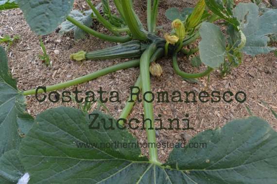 Costata Romanesco Zucchini