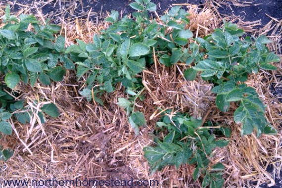 Farm garden - hill potatoes with straw