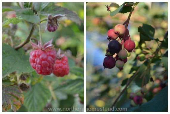 Garden update - July 2014