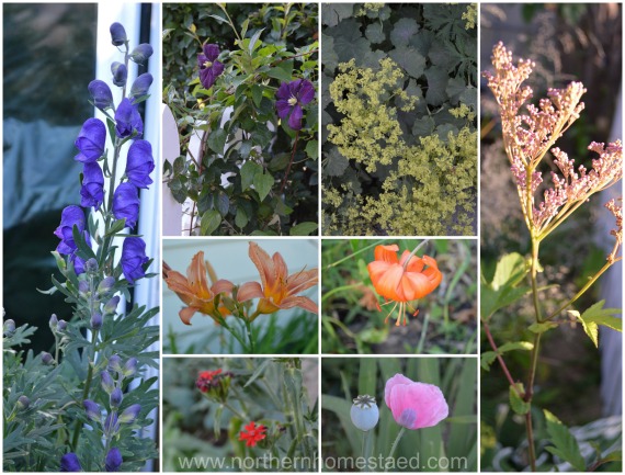 Perennial Favorites in our Northern Garden - July 