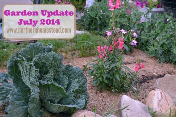 Garden update - July 2014