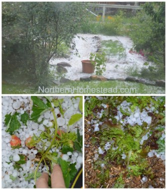 Gardening in the Hailstorm Alley - Northern Homestead