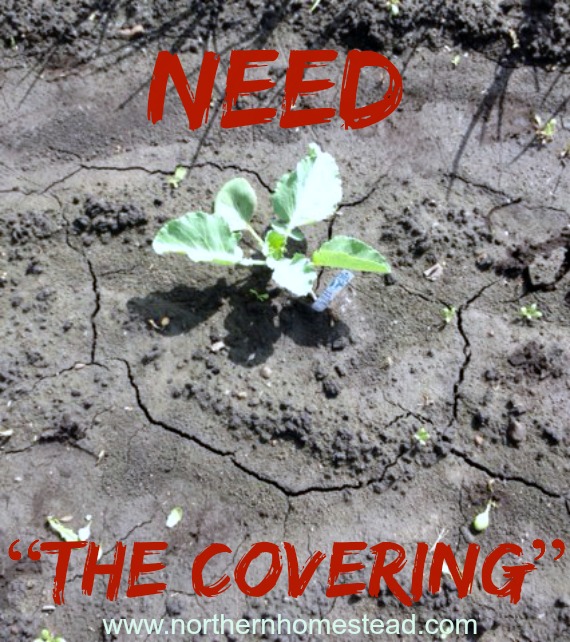 "The covering" is the most important future for a Back to Eden garden. 