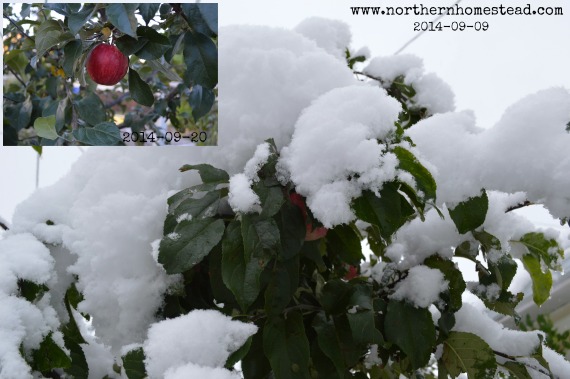 Apples in Snow - Garden Update September 2014