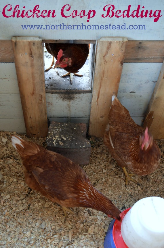 Chicken Coop Bedding Northern Homestead