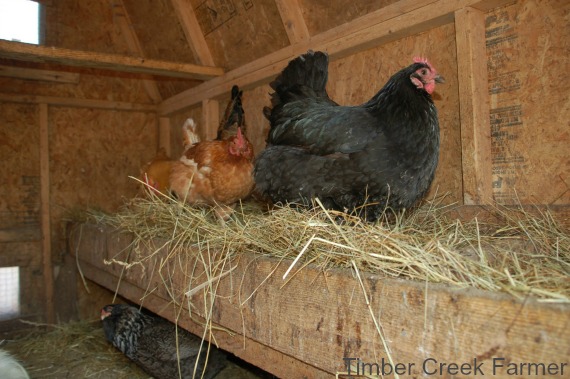 Hay or straw for chicken coop bedding