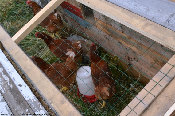 Chicken coop bedding - Additions