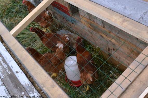 Chicken Coop Bedding Northern Homestead