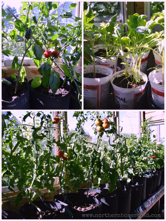 Greenhouse - September 2014