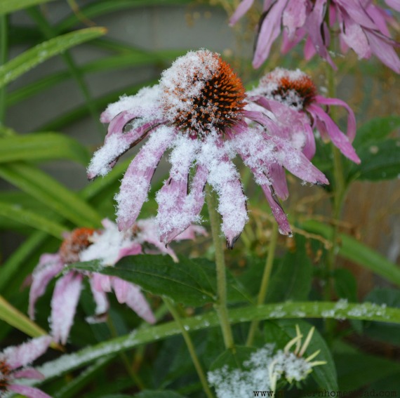 Perennial Favorites in our Northern Garden - Fall