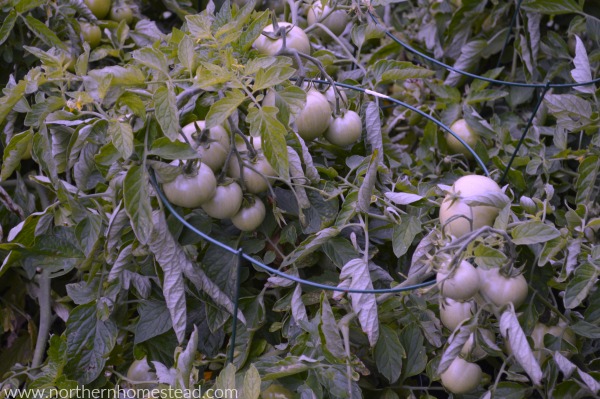 Tomatoes ripen nicely after already being harvested. They also still taste better then the store bought ones. Learn all about how to ripen green tomatoes. 