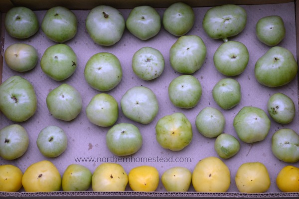 Tomatoes ripen nicely after already being harvested. They also still taste better then the store bought ones. Learn all about how to ripen green tomatoes. 