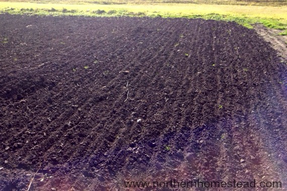 Preparing The Garden For Winter Northern Homestead