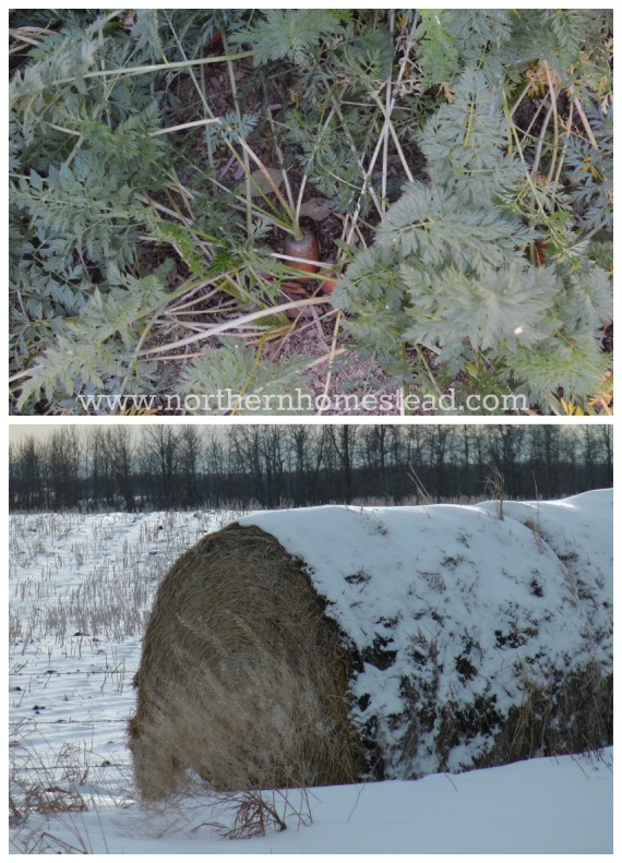 Winter Growing in Zone 3 - Winter harvesting