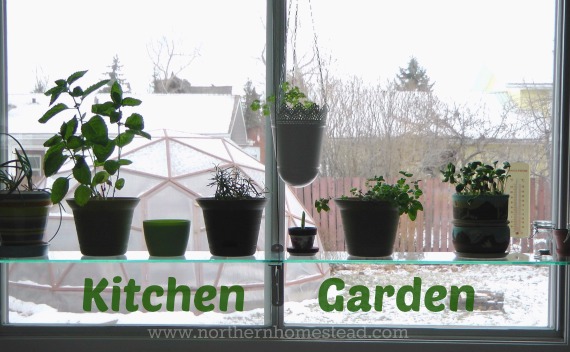 Edible window garden space