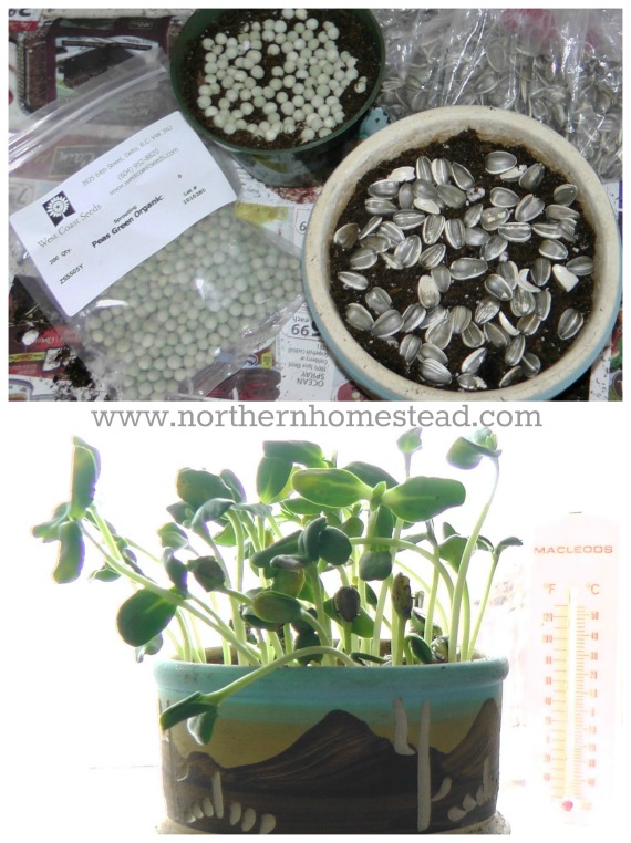What to Grow in an Indoor Edible Window Garden - Microgreens