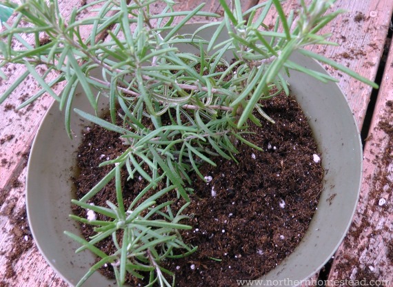 Winter Growing in Zone 3 - Rosemary
