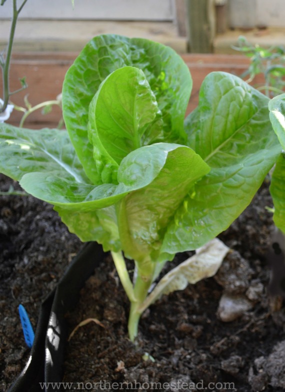 Winter Growing in Zone 3 - Salad