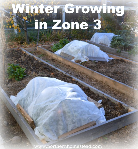 Winter growing in Zone 3 and under is different then in warmer zones, but we still can have fresh grown food in the winter using indoor container gardening