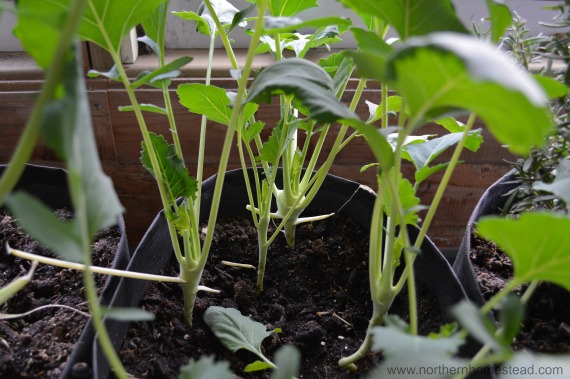 Temperature for an indoor edible window garden