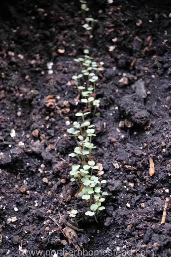 Garden Update November - New growth