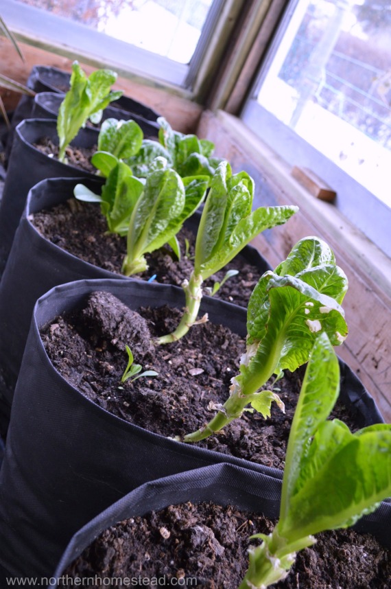 Trouble-shooting in an Indoor Edible Window Garden