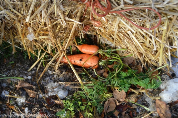 can carrots grow in cold weather